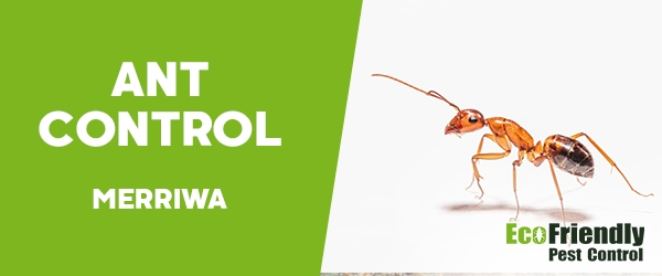 Ant Control Merriwa 