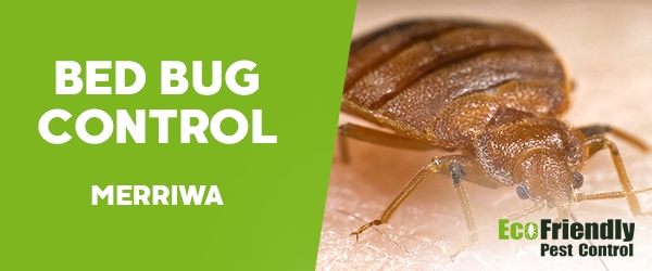 Bed Bug Control Merriwa 