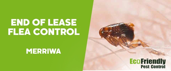 End of Lease Flea Control Merriwa 