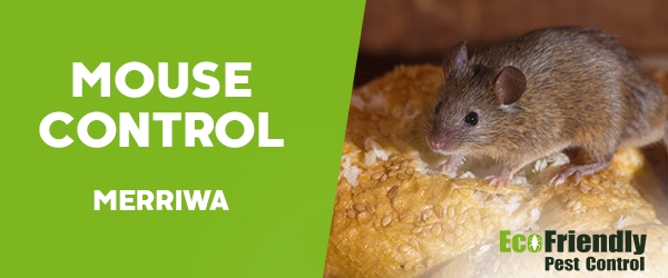 Mouse Control Merriwa 