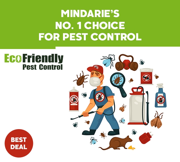 Pest Control Service