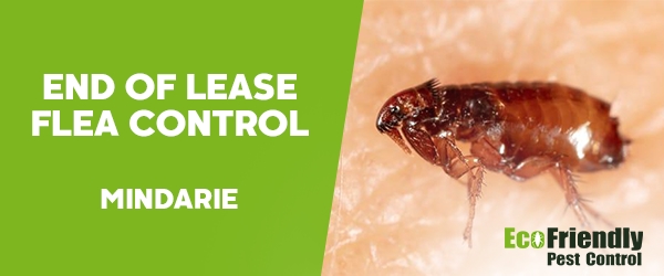 End of Lease Flea Control  Mindarie