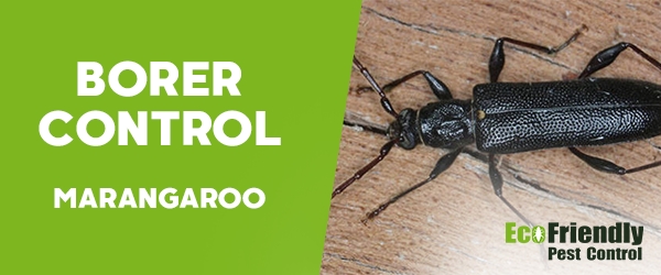 Borer Control Marangaroo