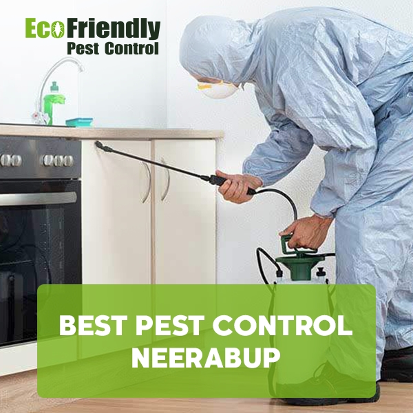 Best Pest Control Henley Brook 