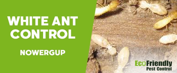 Pest Control Nowergup