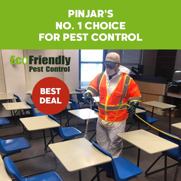 Pest Control Service