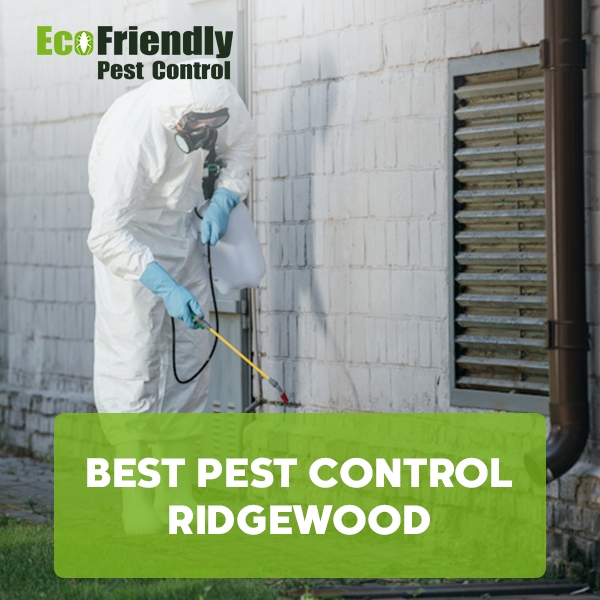 Best Pest Control Ridgewood 