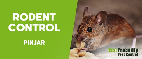 Rodent Treatment  Pinjar