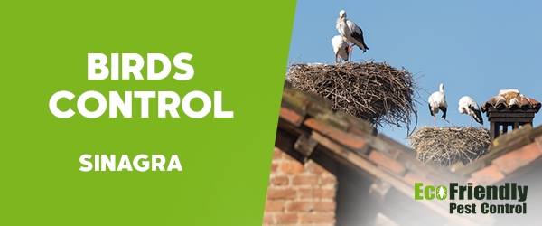 Birds Control Sinagra 