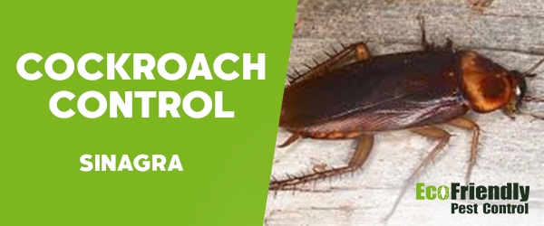 Cockroach Control Sinagra  