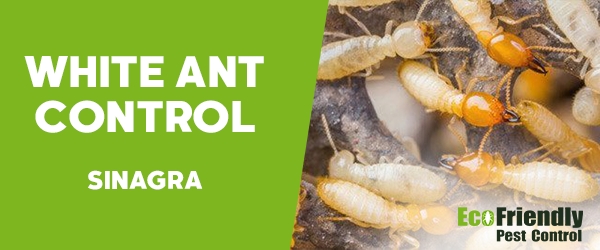 White Ant Control Sinagra 