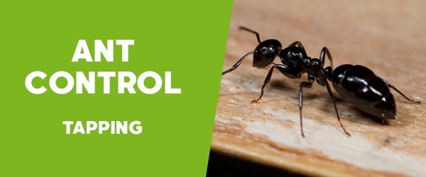 Ant Control Tapping 