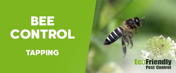 Bee Control Tapping 