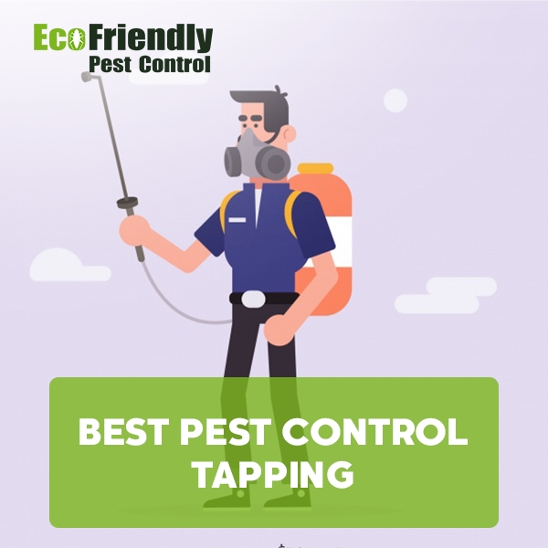 Best Pest Control Tapping 