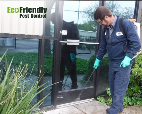 Pest Control service