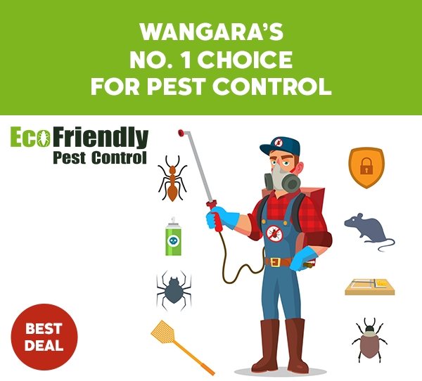 Pest Control Service