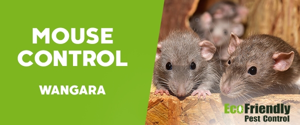 Mouse Control  Wangara