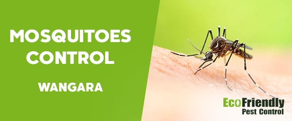 Mosquitoes Control  Wangara