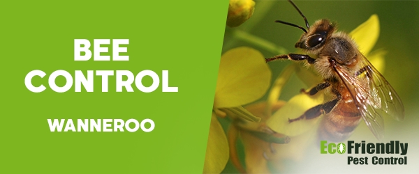 Bee Control Wanneroo 