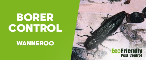 Borer Control Wanneroo 