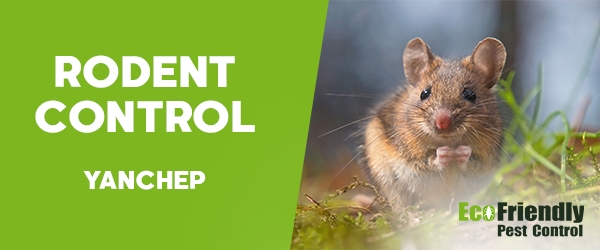 Rodent Treatment Yanchep 