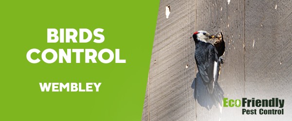 Birds Control Wembley 