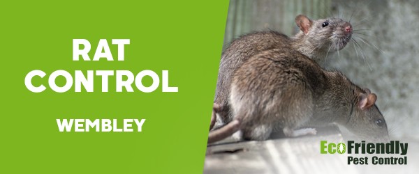 Rat Pest Control Wembley 