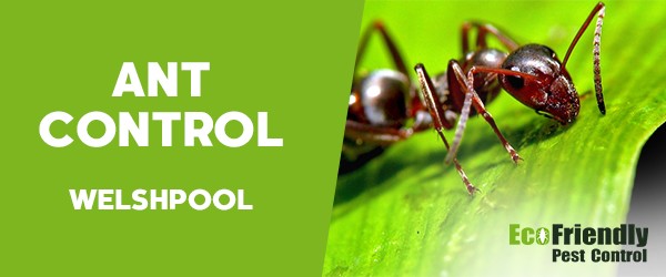 Ant Control Welshpool 