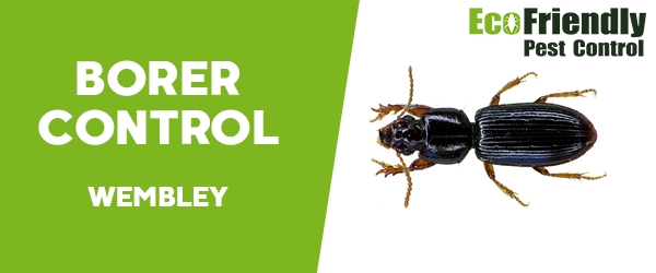 Borer Control Wembley 