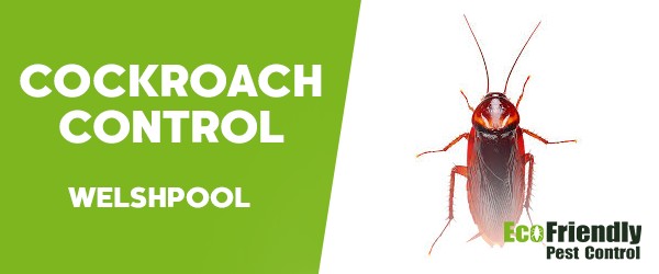 Cockroach Control Welshpool  