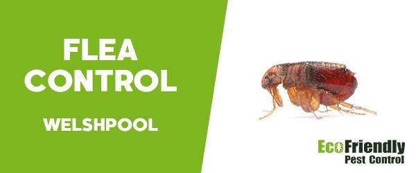 Fleas Control Welshpool 