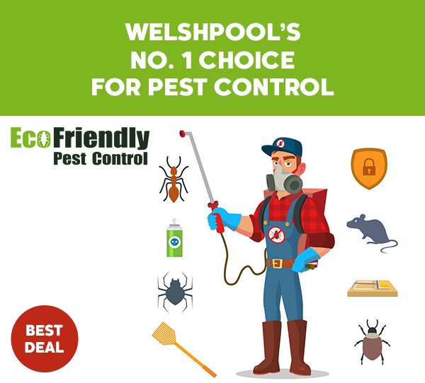 Pest Control Welshpool 