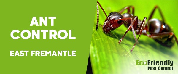 Ant Control East Fremantle 