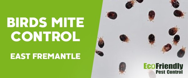 Bird Mite Control East Fremantle 