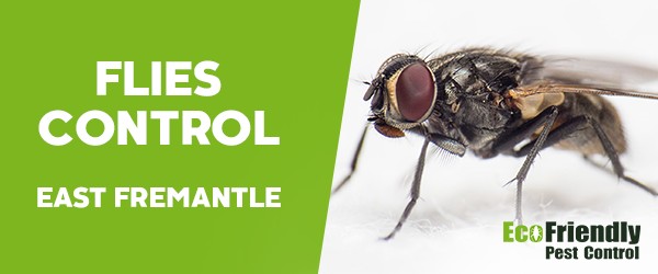 Flies Control East Fremantle 
