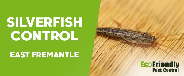 Silverfish Control East Fremantle 