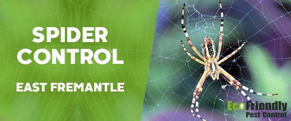 Spider Control East Fremantle 