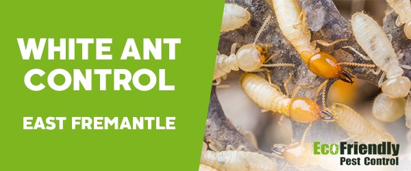 White Ant Control East Fremantle 