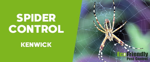 Spider Control  Kenwick 