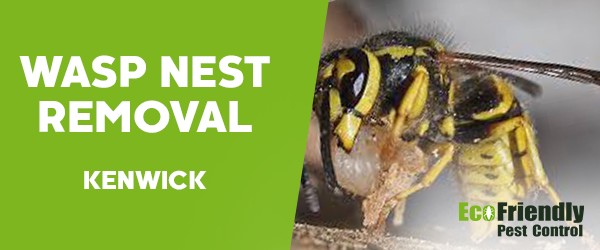 Wasp Nest Remvoal  Kenwick 