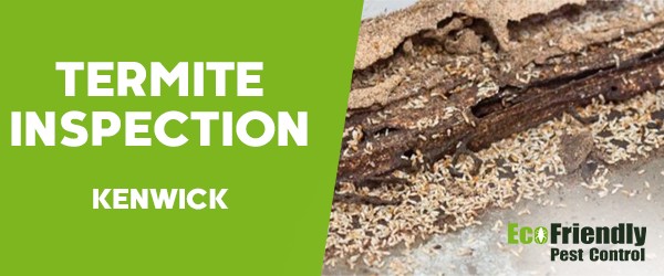 Termite Inspection  Kenwick 