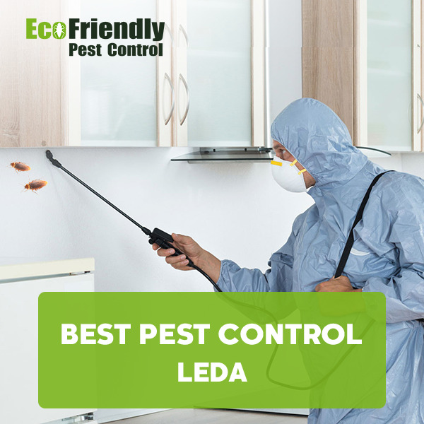 Best Pest Control Henley Brook 