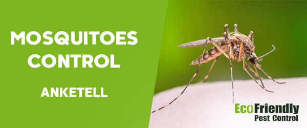 Mosquitoes Control Anketell 