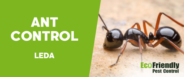 Ant Control Leda 