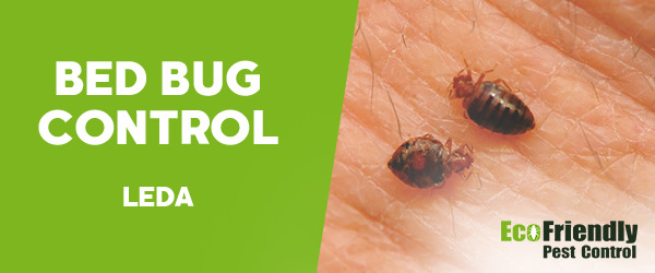 Bed Bug Control Leda 