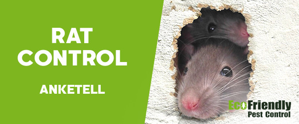 Rat Pest Control Anketell 