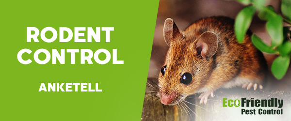 Rodent Treatment Anketell 