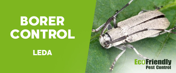 Borer Control Leda 