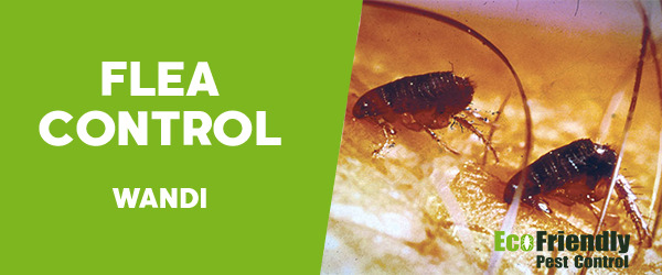 Fleas Control Wandi 