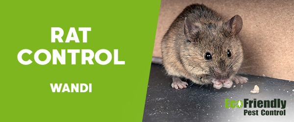 Rat Pest Control Wandi 